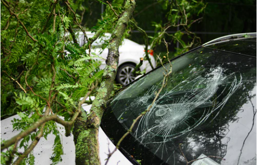 A fallen branch cracked a car windshield